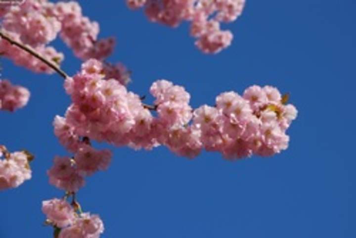 Árbol en flores de primavera