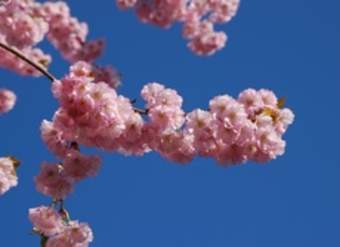 Árbol en flores de primavera