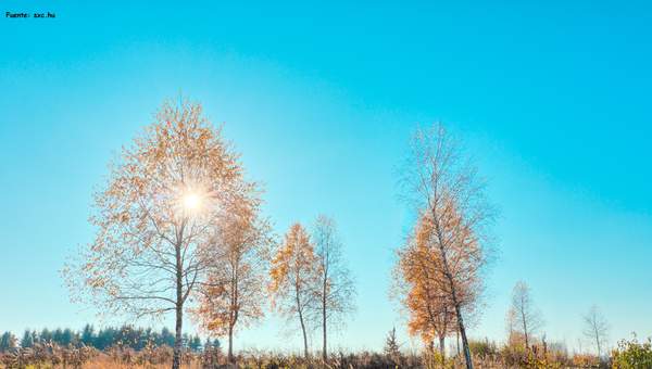 Árboles en otoño