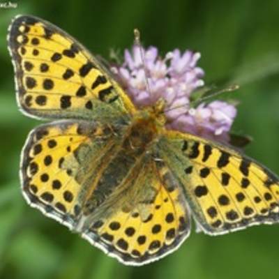 Mariposa en flores de primavera