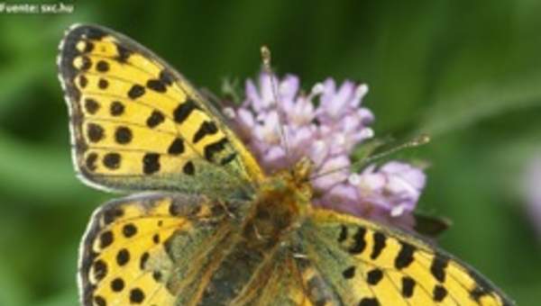 Mariposa en flores de primavera