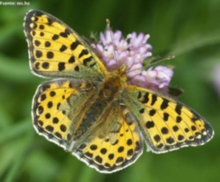 Mariposa en flores de primavera