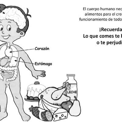 El cuerpo humano y los alimentos