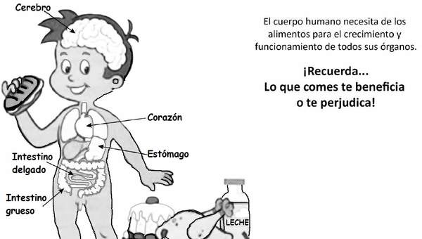 El cuerpo humano y los alimentos