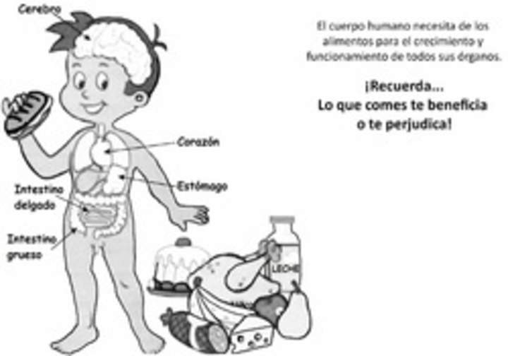 El cuerpo humano y los alimentos