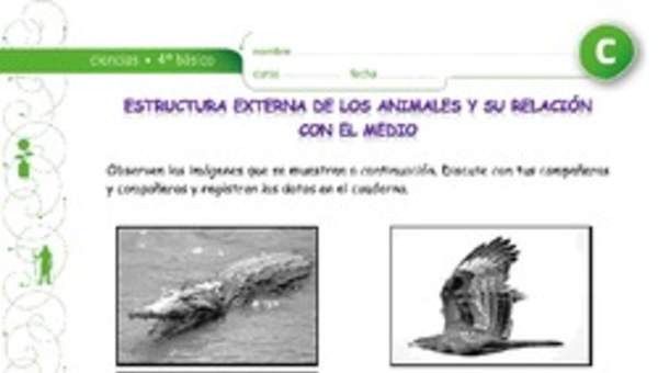 Estructura corporal de animales relacionados con su medio