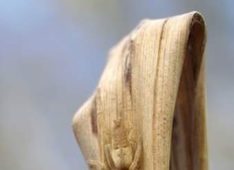 Araña camuflada