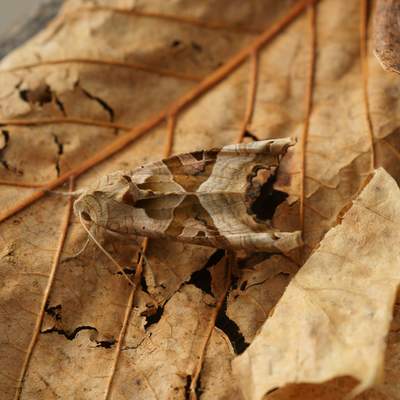 Mariposa camuflada