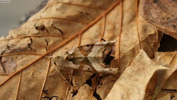 Mariposa camuflada