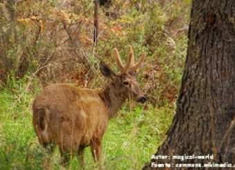 Huemul