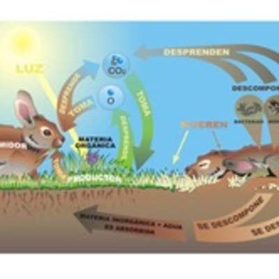 Ciclo de vida de la materia