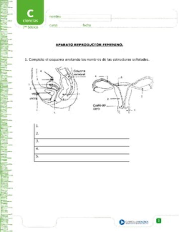 Aparato reproductor femenino