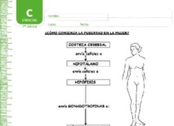 Pubertad en la mujer