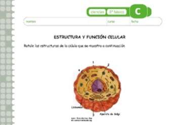 Estructura y función celular