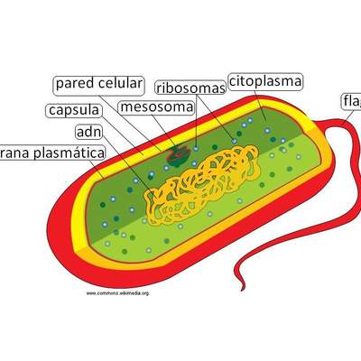 Célula procarionte