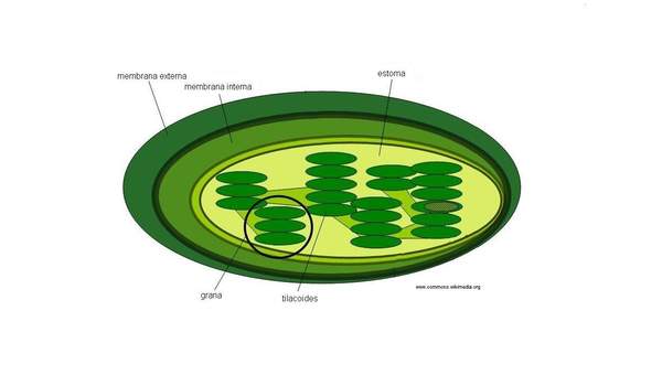 Cloroplastos