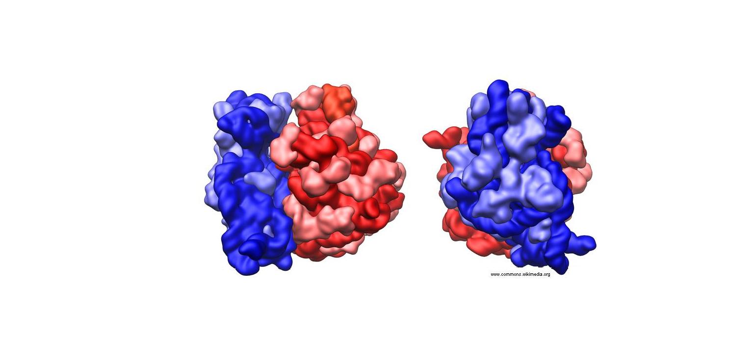 Синтез белков органелла. Рибосома модель. Рибосомы модель строения. Строение рибосомы. Структура рибосомы.