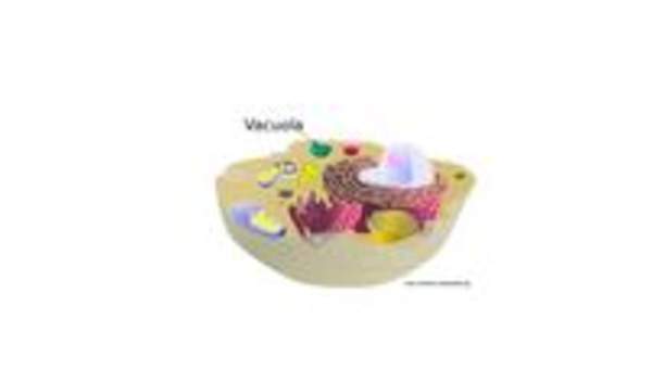 Vacuola