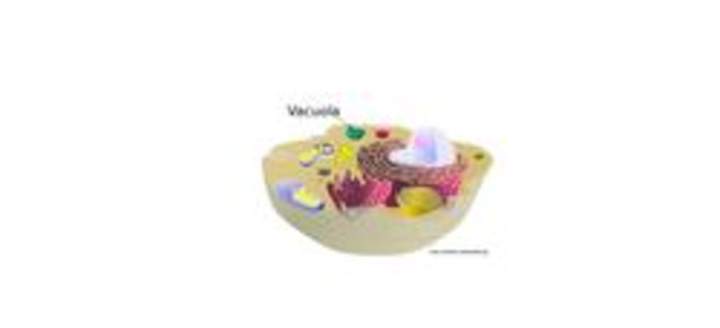 Vacuola