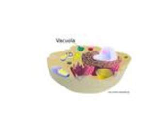 Vacuola