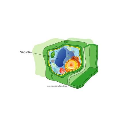 Vacuola