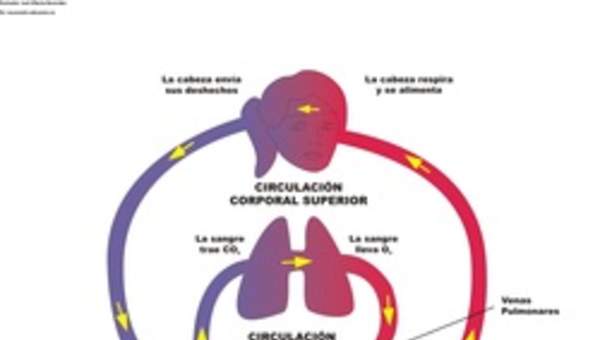 Diagrama del sistema circulatorio