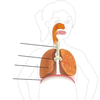 Sistema respiratorio para rotular