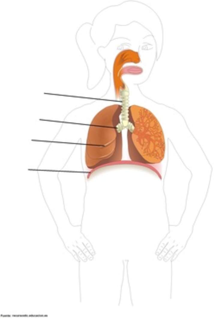 Sistema respiratorio para rotular