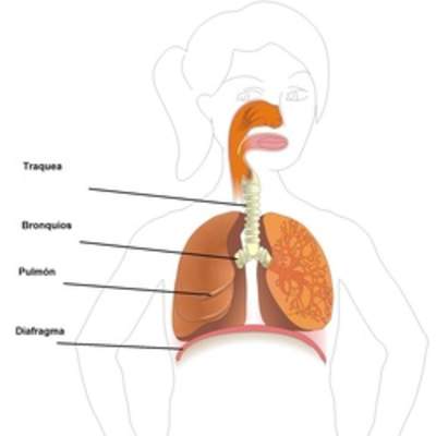 Sistema respiratorio rotulado