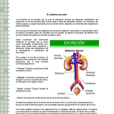 Sistema excretor