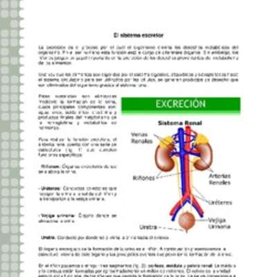 Sistema excretor