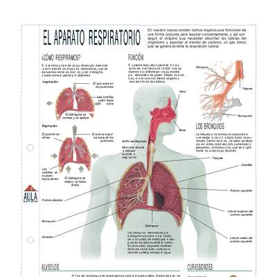 Aparato respiratorio