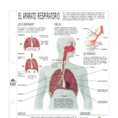 Aparato respiratorio