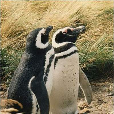 Pingüino magallánico