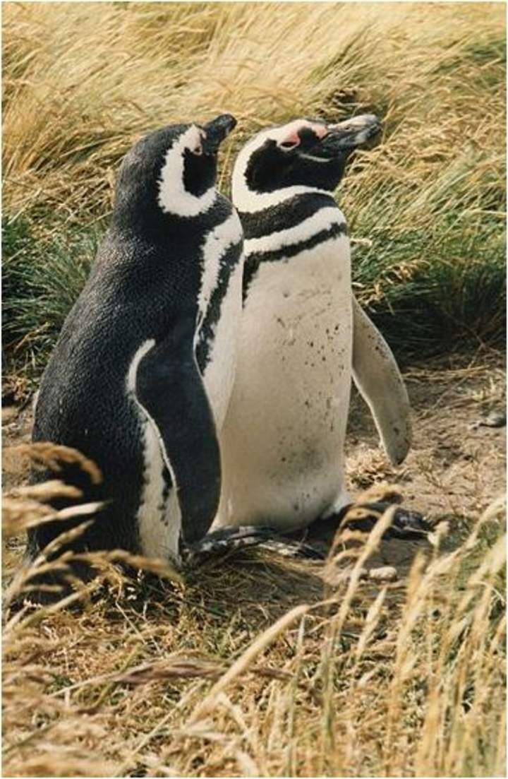 Pingüino magallánico