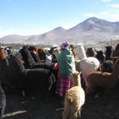 Pastora de Parinacota