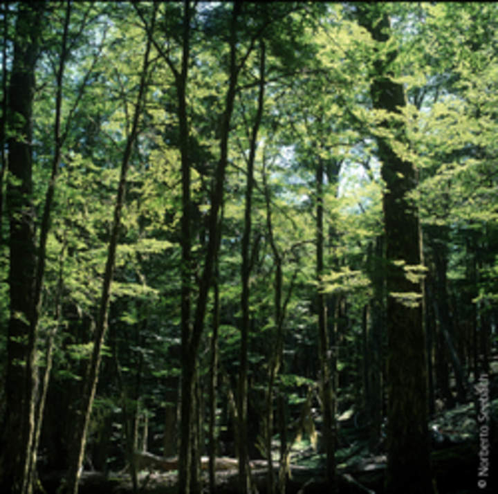 Bosque de Lenga