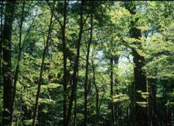 Bosque de Lenga