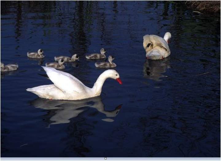 Cisnes