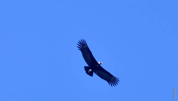 Condor