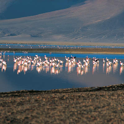 Flamencos