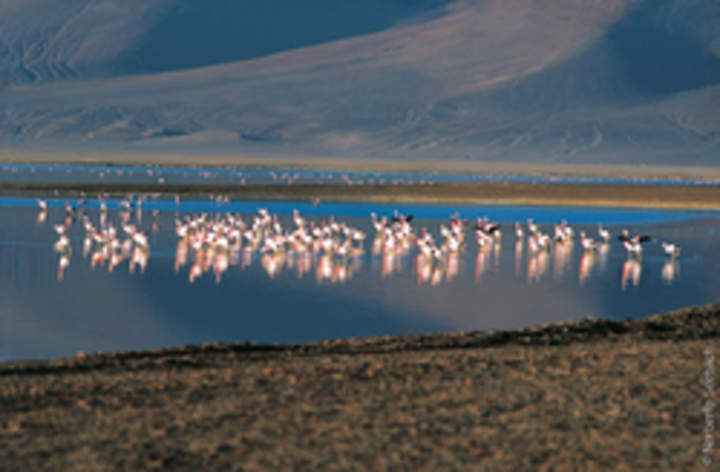 Flamencos