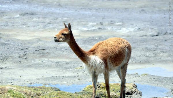 Guanaco