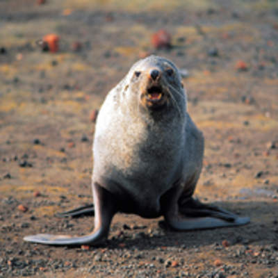 Lobo isla Decepción