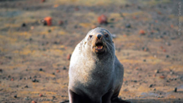 Lobo isla Decepción