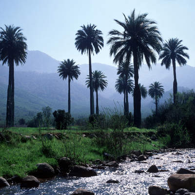 Palmas de Cocalán