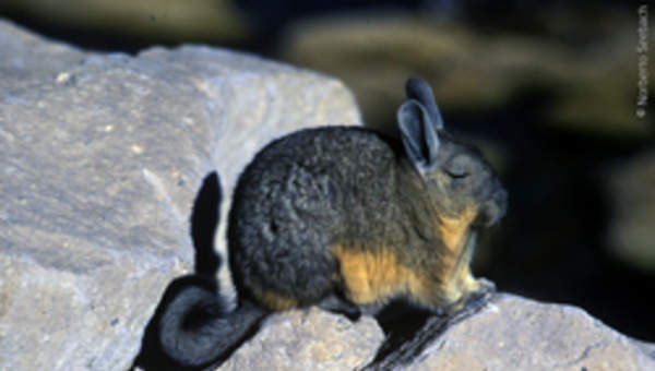 Vizcacha