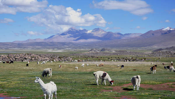 Lauca