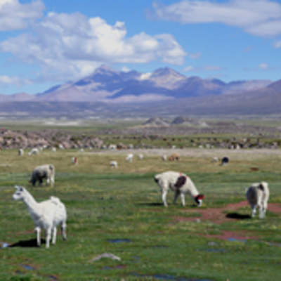 Lauca