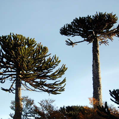 Araucaria